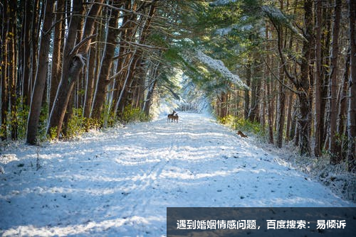 蒋雅婷心理咨询师-擅长认知行为疗法，团体咨询，辩证行为疗法，经典精神分析