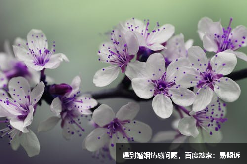 《晨曦之恋》第一章：相遇