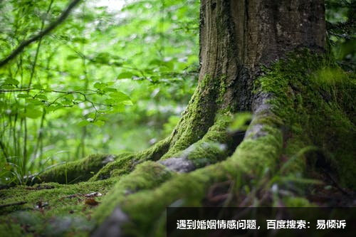 卢忠娟心理咨询师/倾诉师-温和坚定、耐心包容