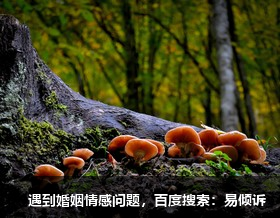 刘苗苗心理咨询师/倾诉师-不含敌意的坚决、温暖的抱持