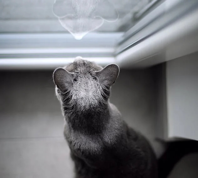 大学生虐待小猫发视频惹众怒：不爱，请别伤害！