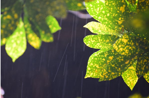 下雨天的撩人情话句子，借雨表达爱情的诗句