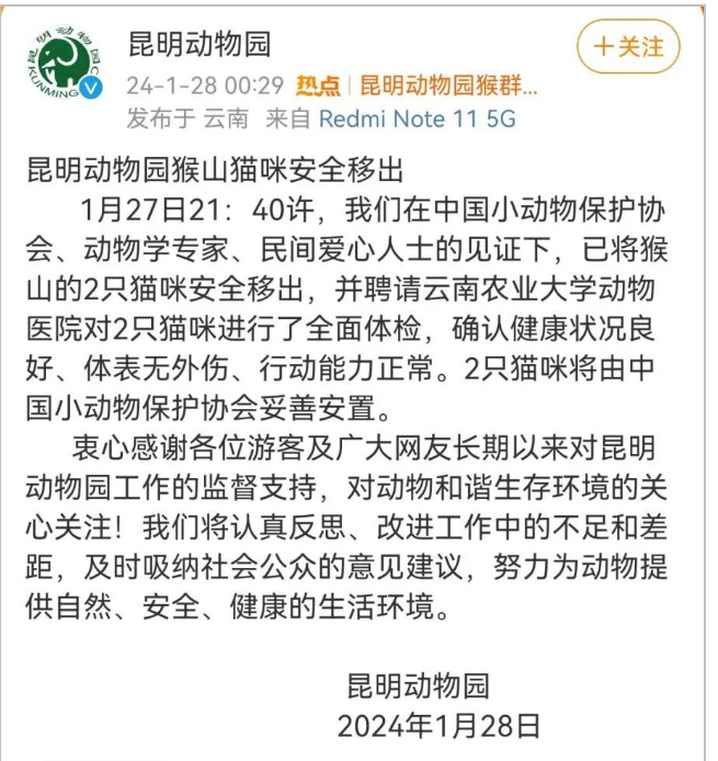 昆明“猴子虐猫事件”持续发酵，背后需要思考什么？